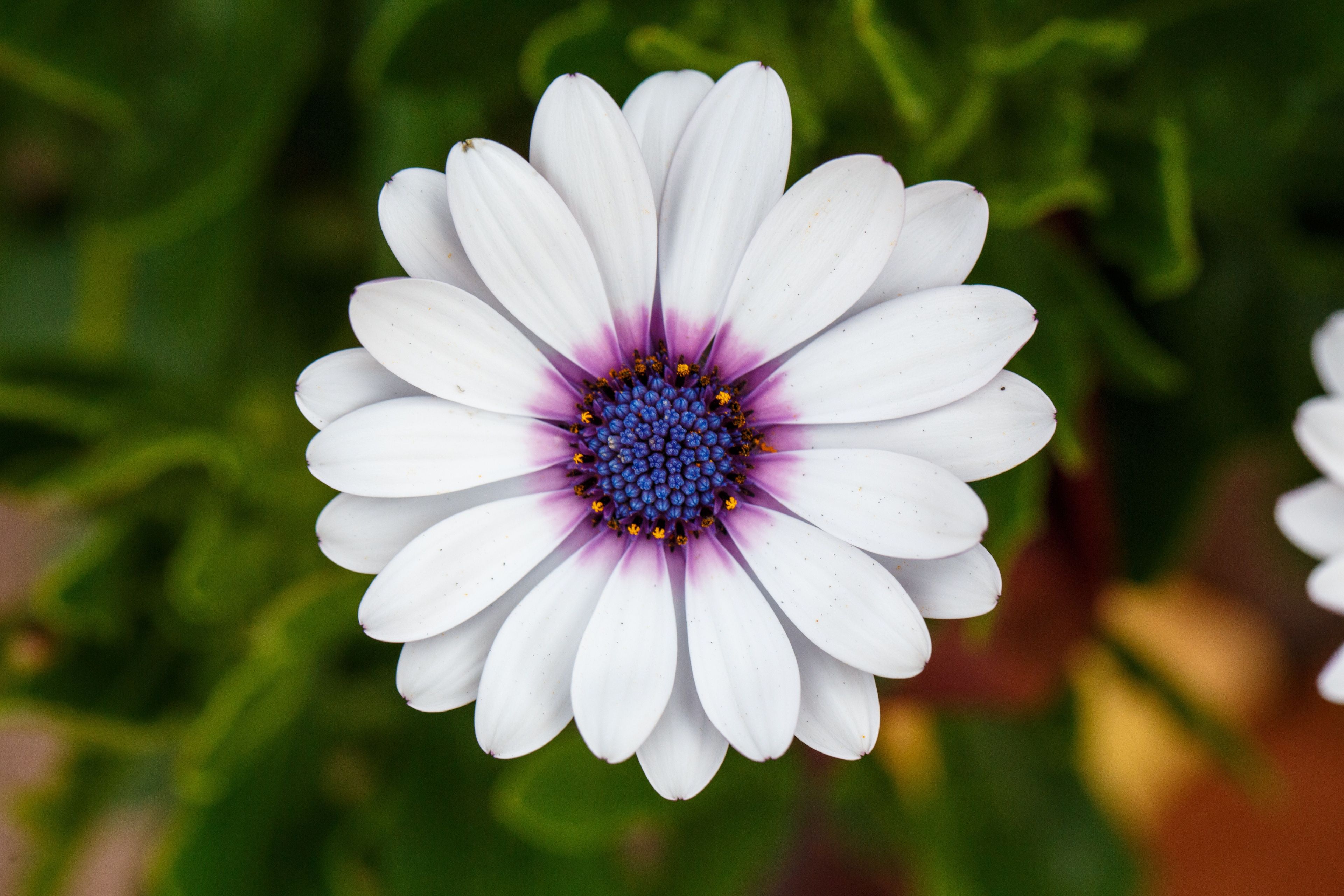 A white Cape daisy, also known as osteospermum.