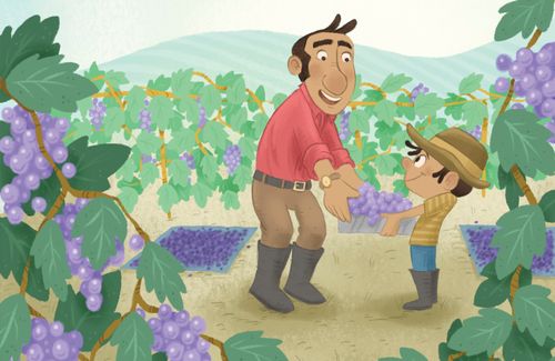 Man and boy picking grapes in a vineyard