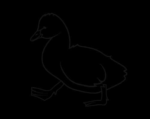 illustration of duckling