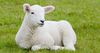 lamb sitting on grass