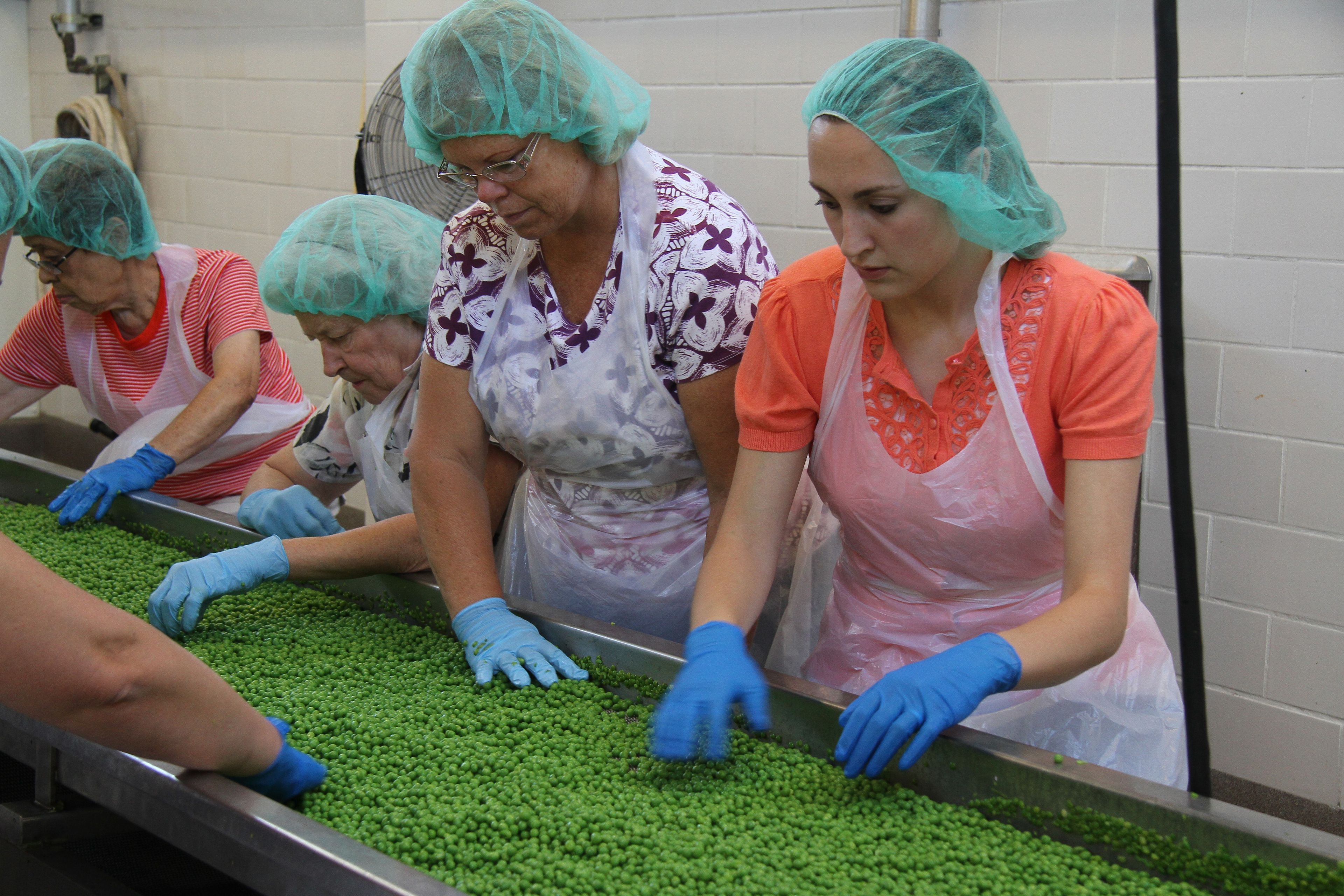 Women serving at the cannery, sorting peas.
