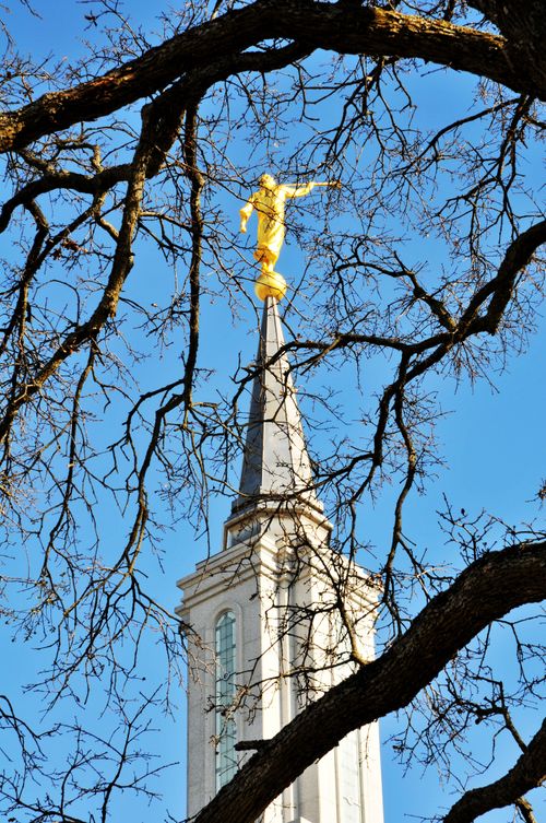 The angel Moroni on top of the Sacramento California Temple, viewed through the branches of a tree.