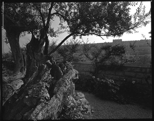 Getsemanen puutarha