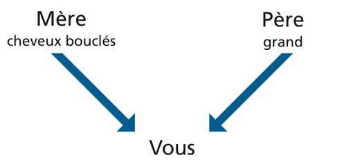 schéma parents/caractéristiques/vous