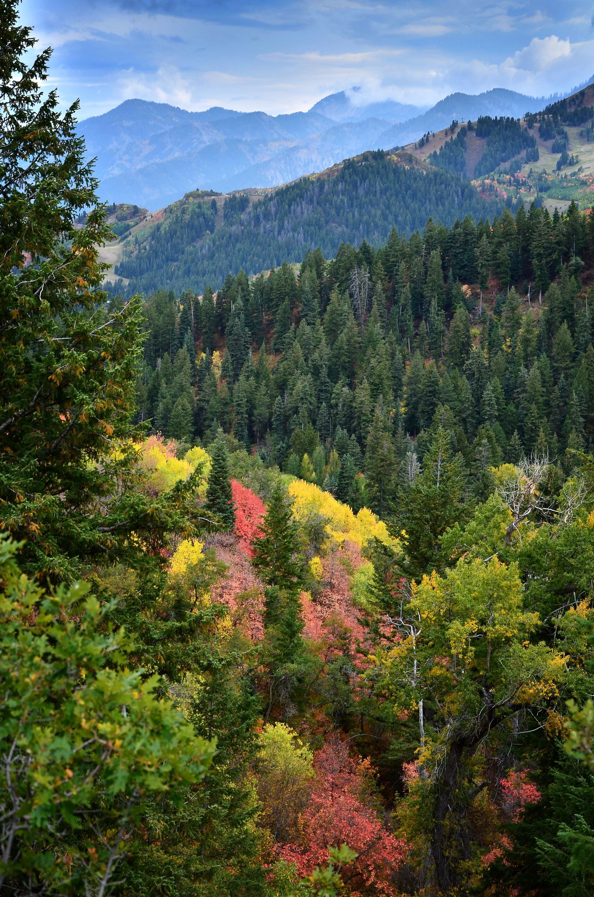 Scenery of leaves changing colors in the mountains.