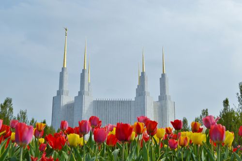 The entire Washington D.C. Temple, with a garden of tulips along the side.