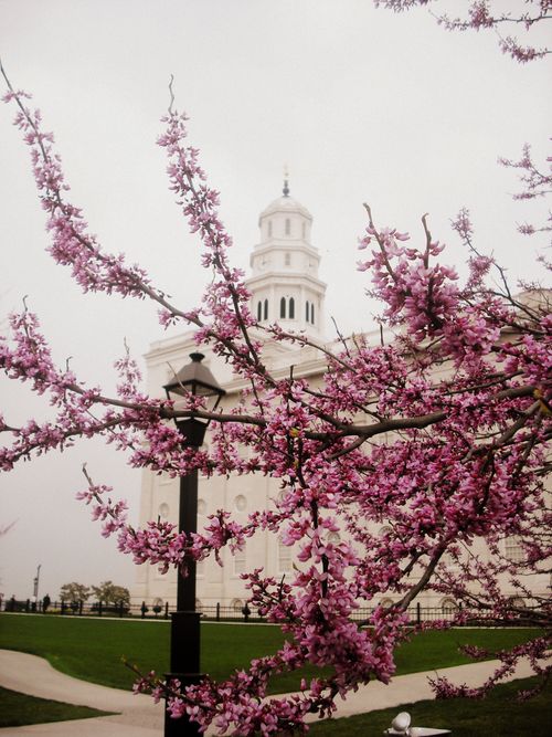 A tree on the grounds of the Nauvoo Illinois Temple covered in pink spring blossoms, through which the temple shows in the background.