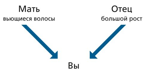 diagram, parents, attributes, you