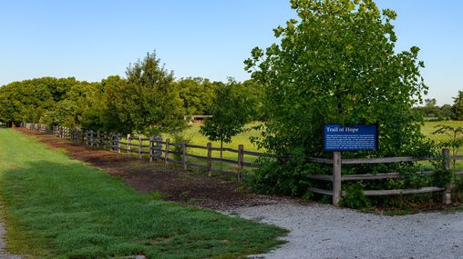 A woodchip-covered path along a tree-lined fence with a strip of grass on the left-hand side of the path.