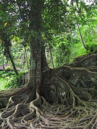 Bali Forest Tree Roots