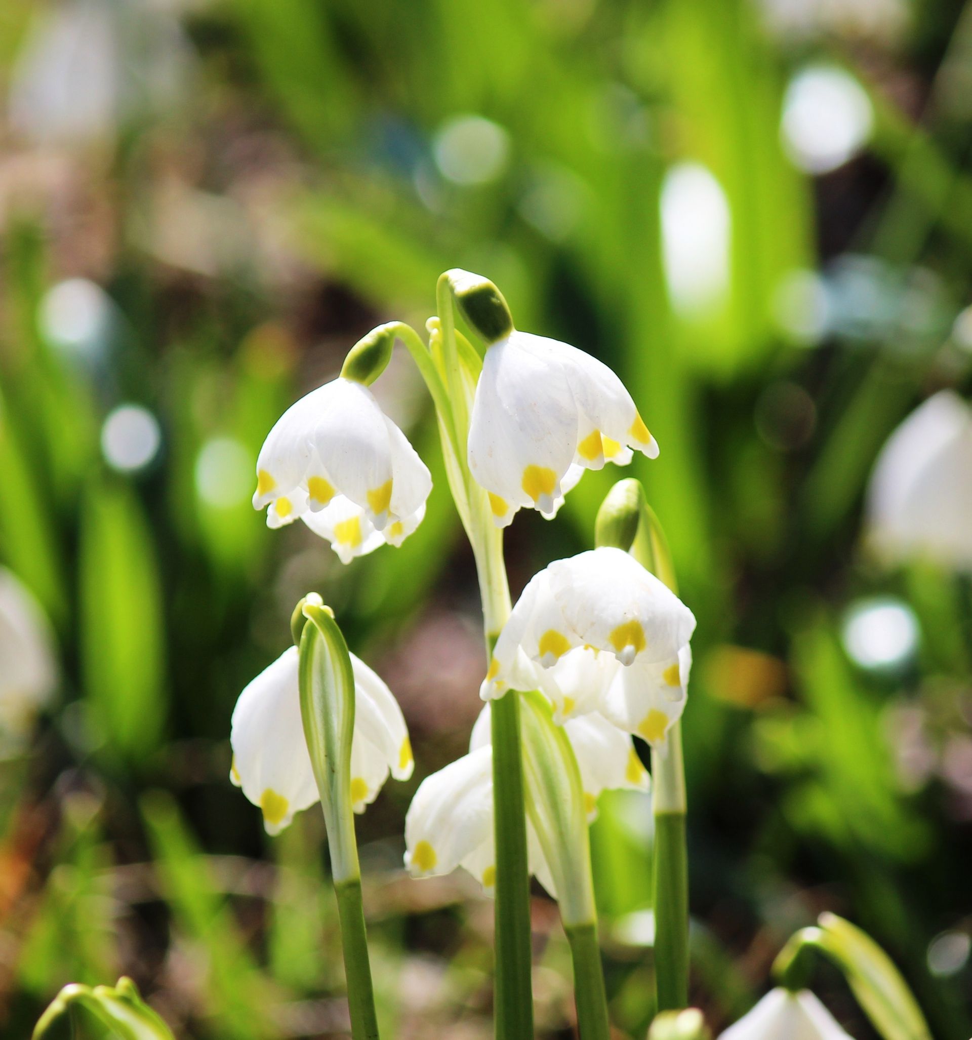 Little bell-shaped white flowers with green tips, known as spring snowflakes.