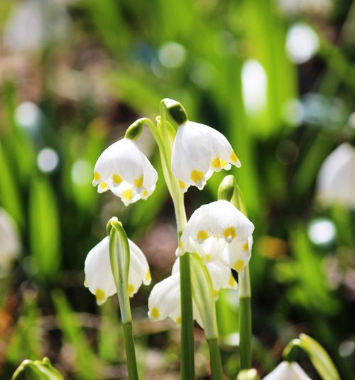 Little bell-shaped white flowers with green tips, known as spring snowflakes, in a garden.