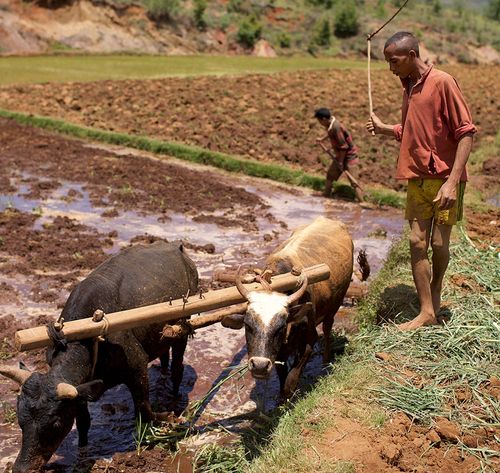 man and bulls in field