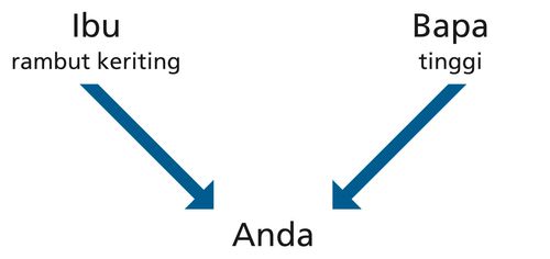 diagram, orangtua, sifat, Anda