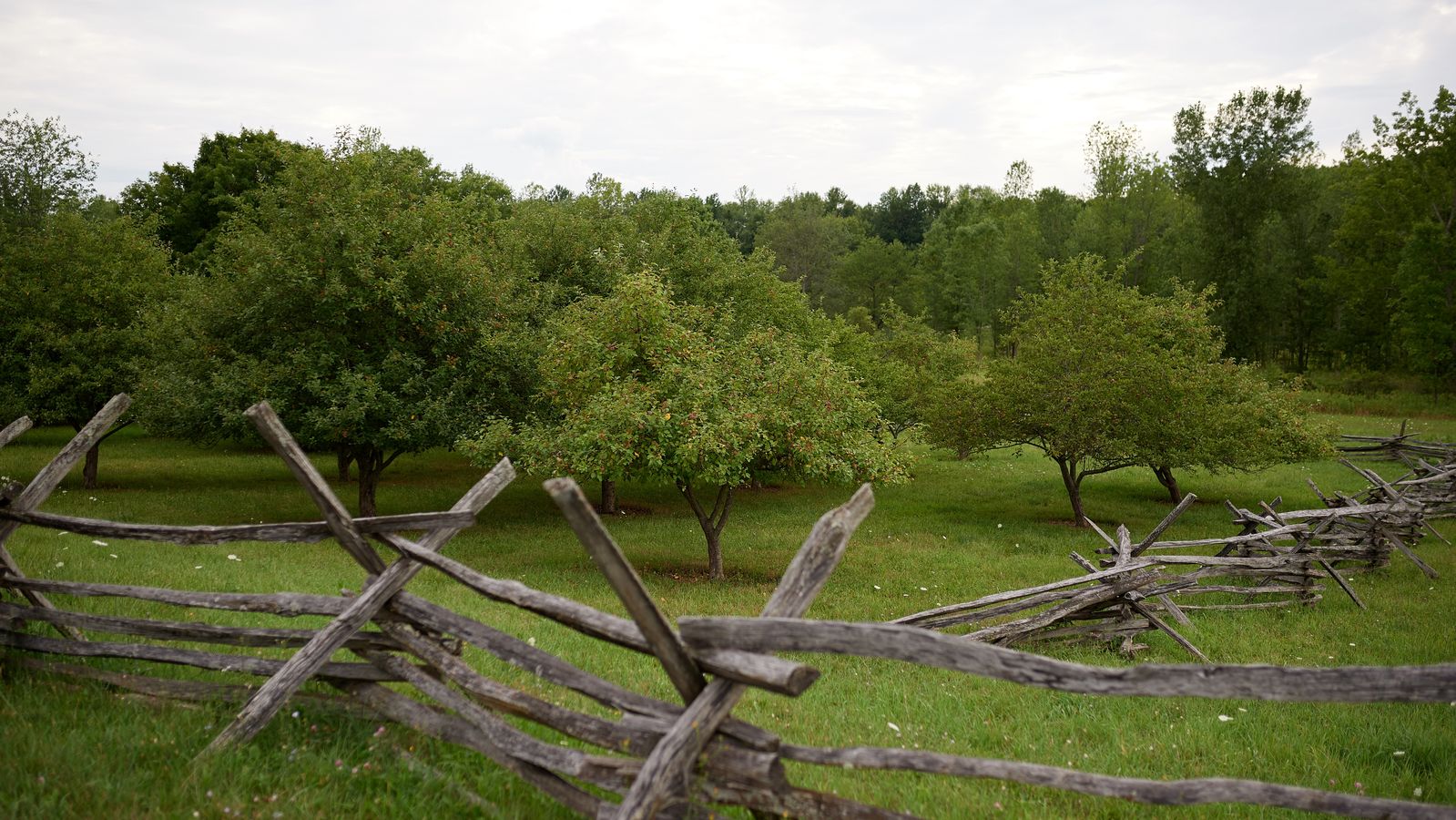 An exterior view of Joseph Smith's family farmland in Palmyra, New York. 
There is farmland with a log fence and trees.