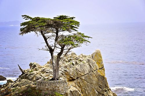A cypress tree surrounded by a stone wall on a cliff by the ocean.