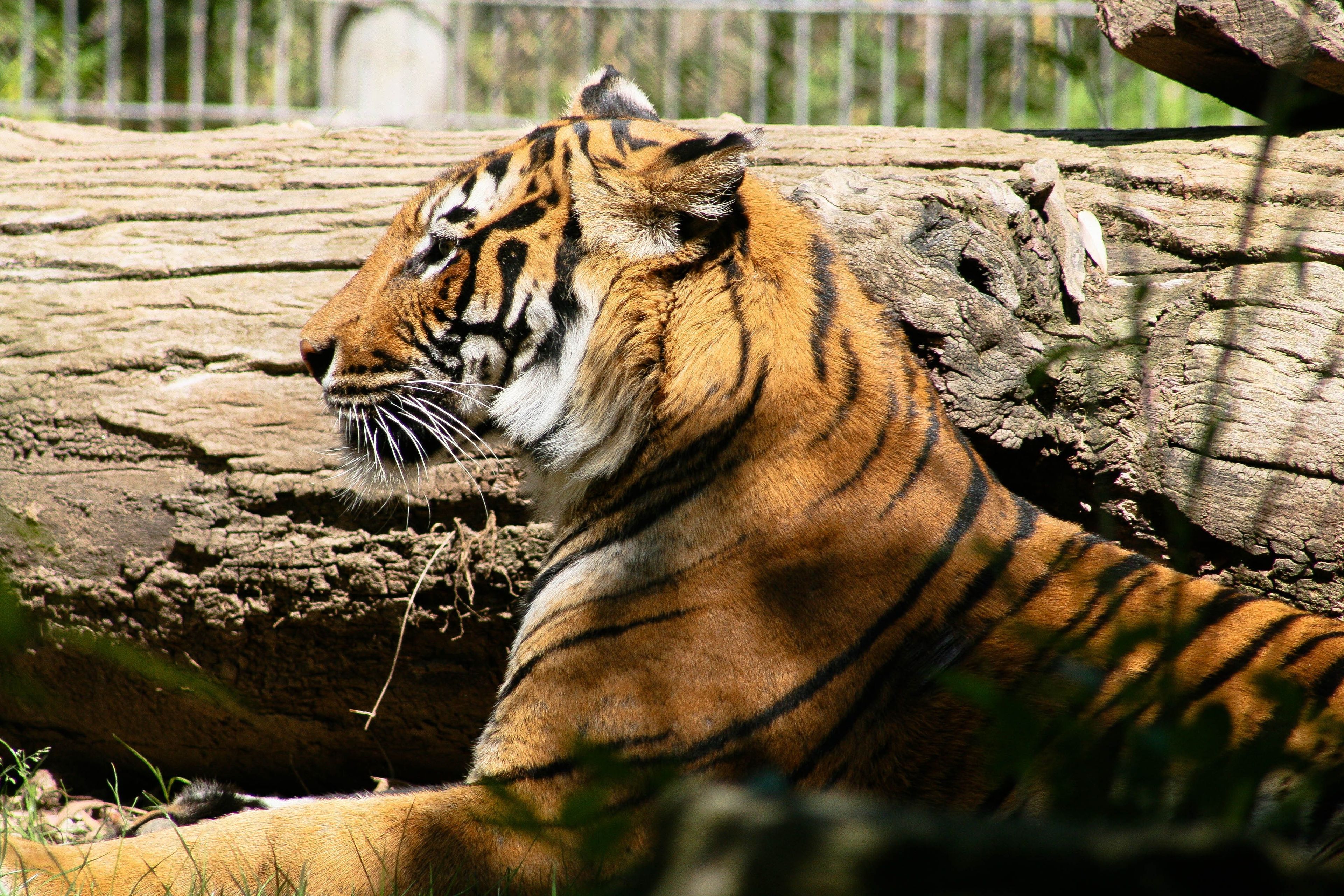 A large tiger lying down.