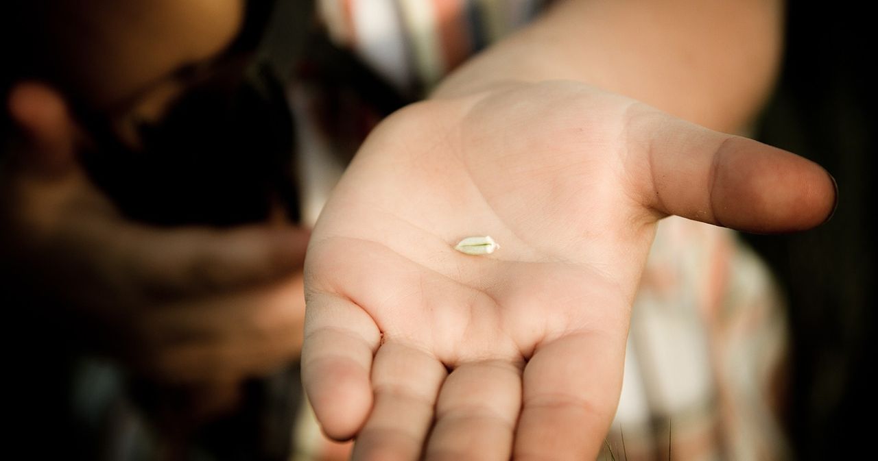 A seed in a child's open hand.