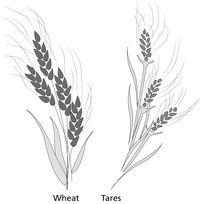 wheat and tares