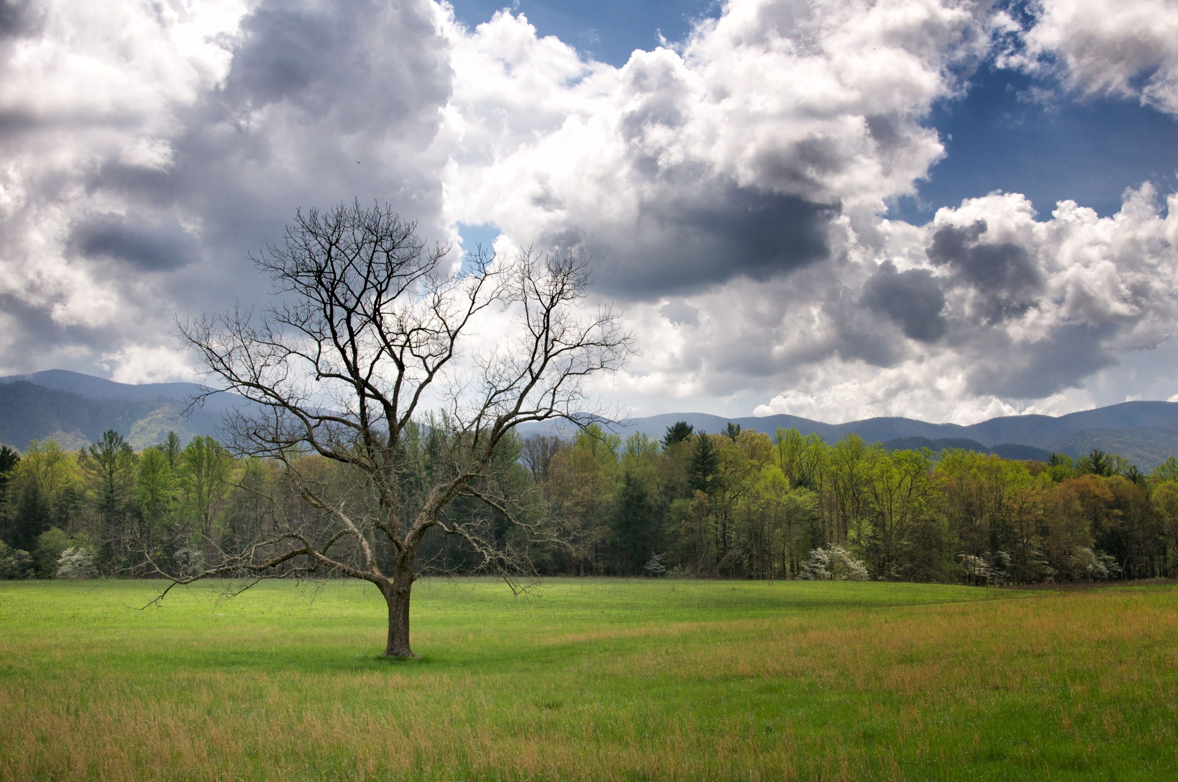 A tree stands alone in a meadow in the Great Smoky Mountains.