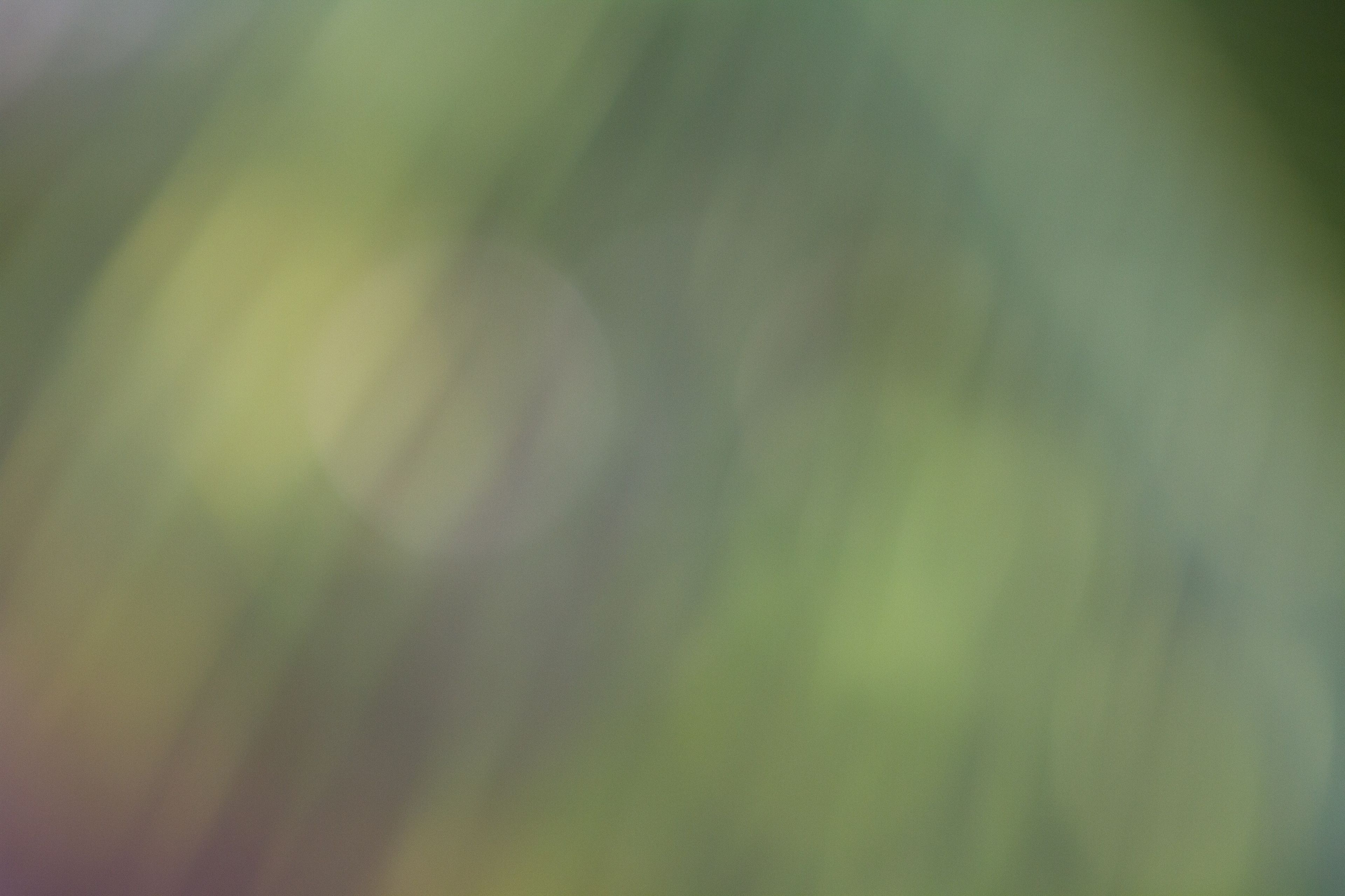 A green blurred background.