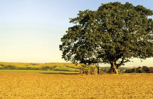 tree in yellow field