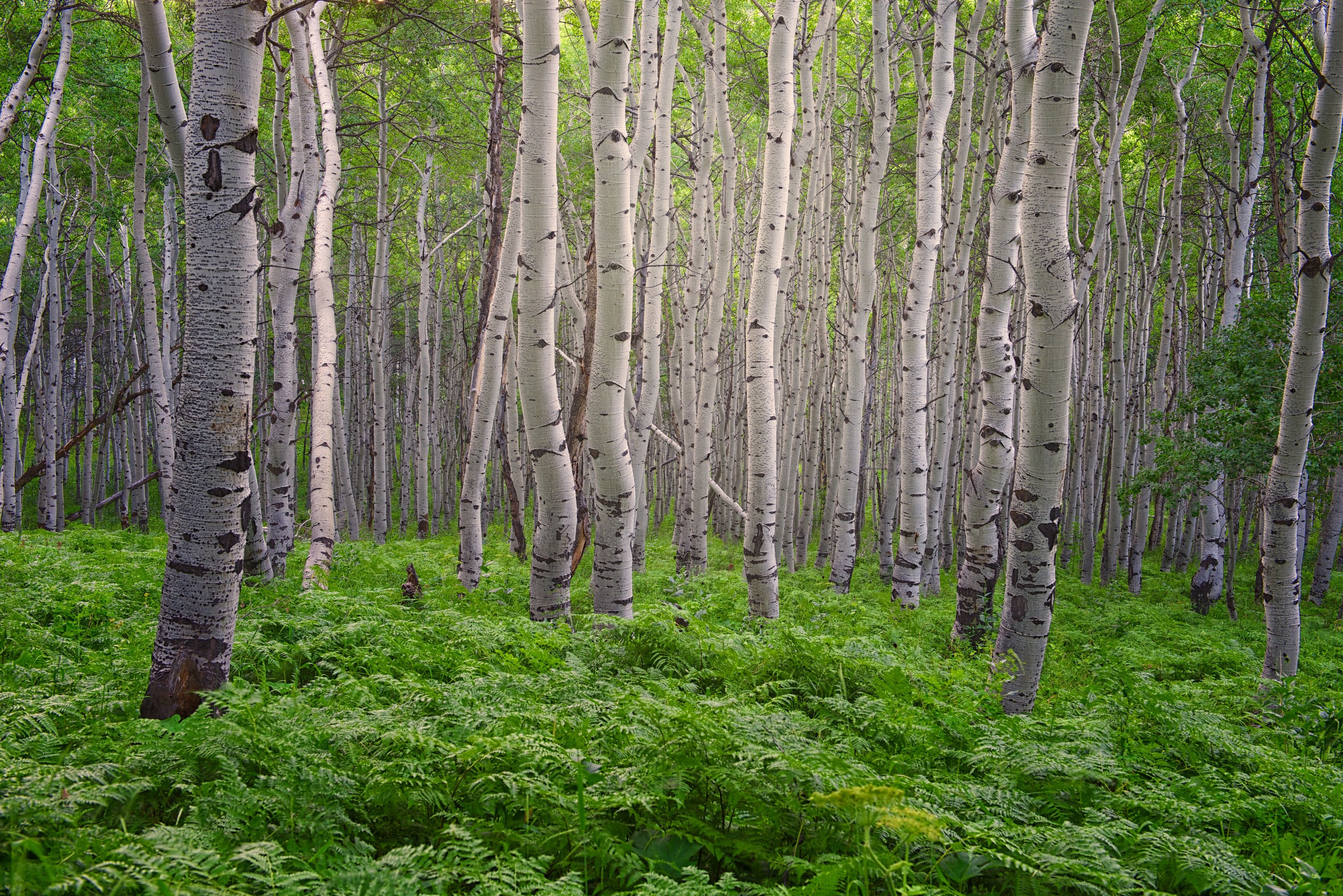 A grove of aspen trees in the summertime.