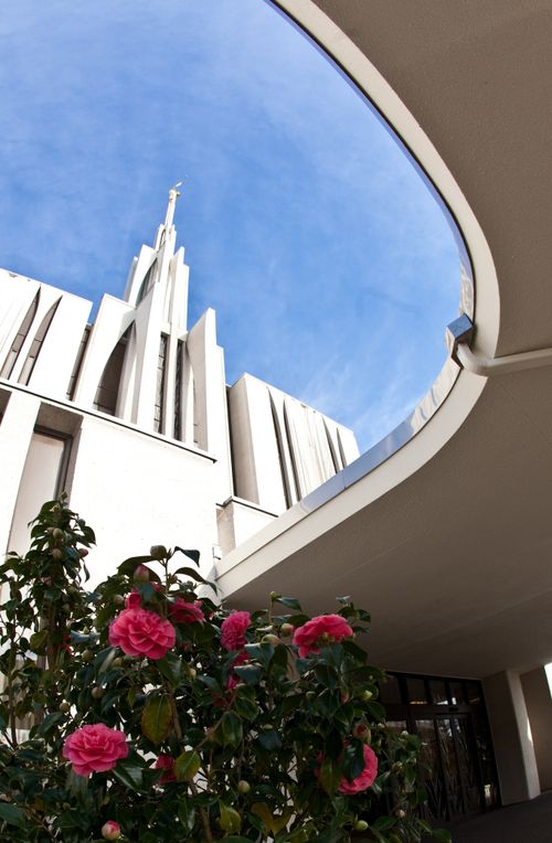 An upward view of the Seattle Washington Temple spire, with a bush of roses at the bottom.