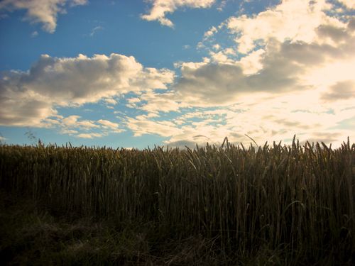 A barley field, a blue sky with clouds, and the sun setting in the distance.