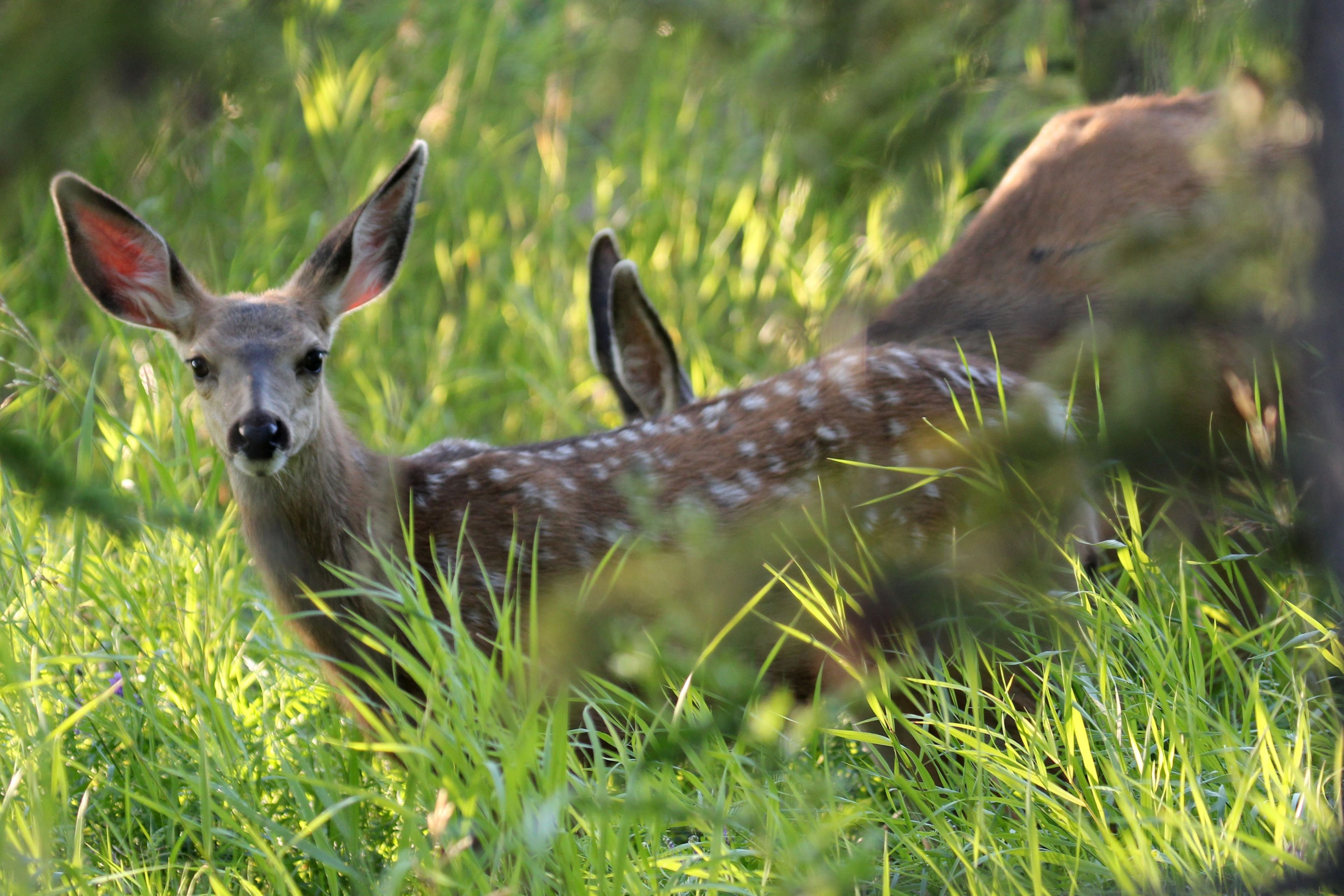 Two deer grazing in a long grassy area.