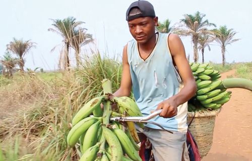 man carrying bananas on bicycle