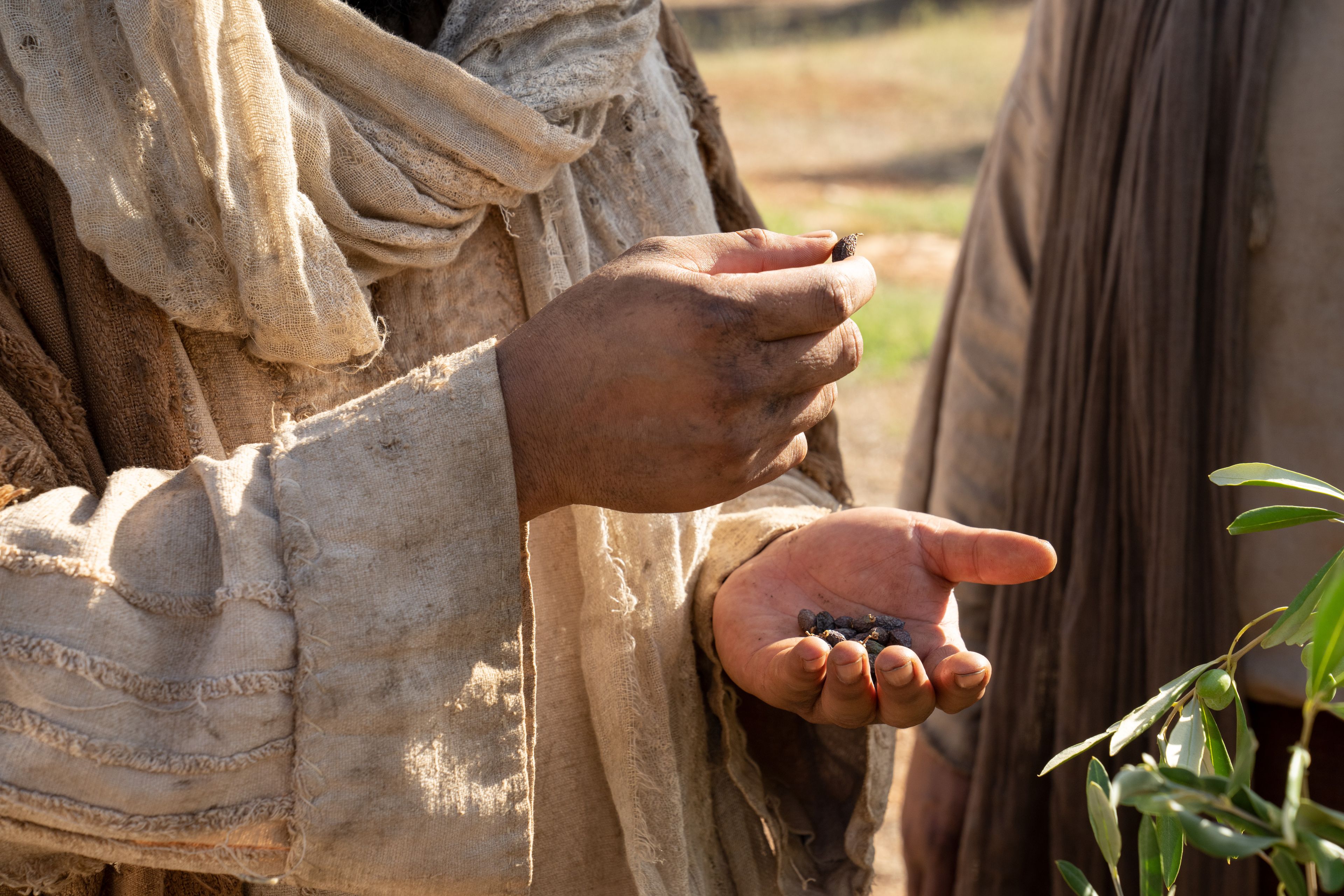 The Lord of the Vineyard inspects the bad fruit found on the natural branches in the nether part of the vineyard. This is part of the olive tree allegory mentioned in Jacob 5.