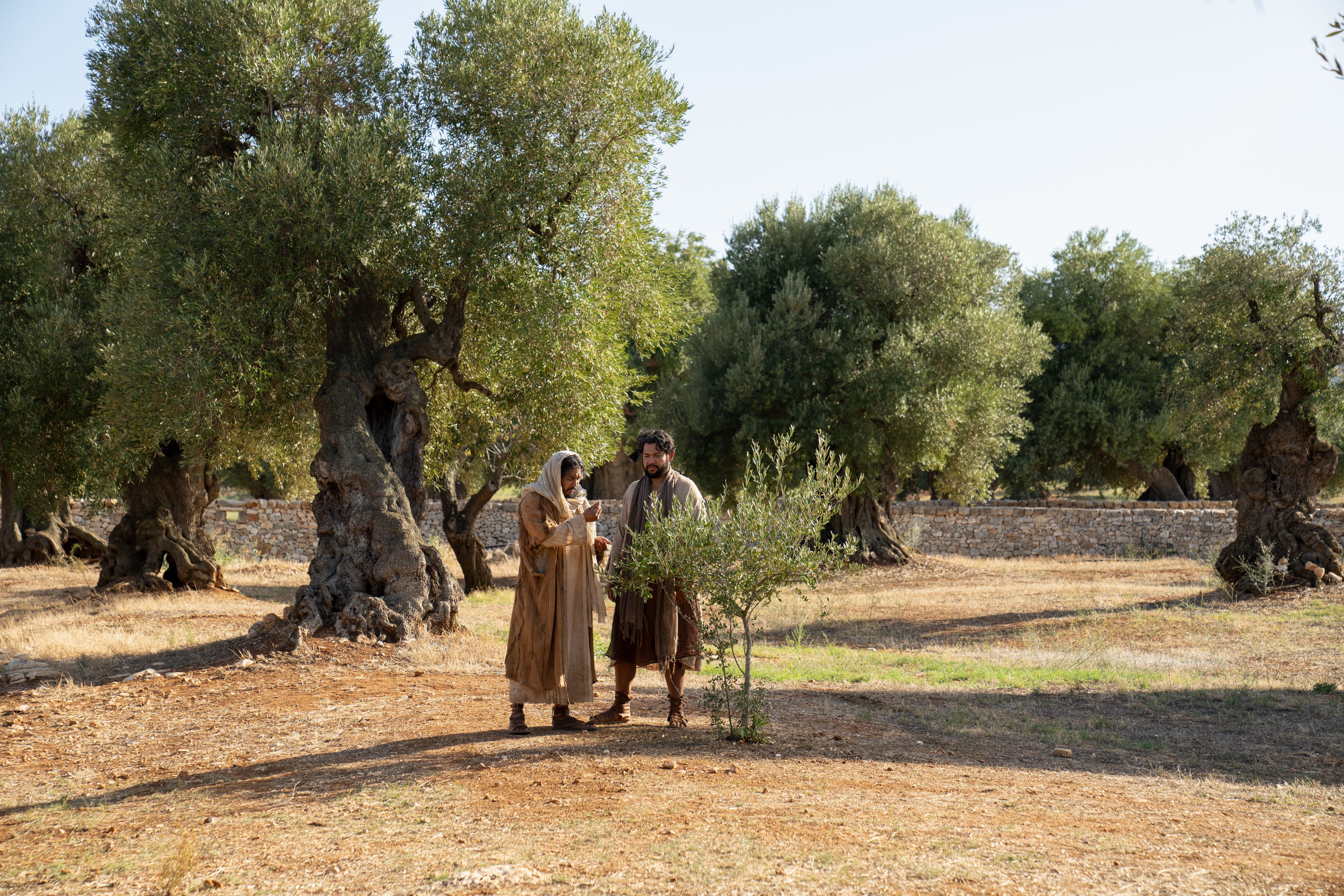 The Lord of the Vineyard and his servant inspect the natural branch in the nether part of the vineyard. This is part of the olive tree allegory mentioned in Jacob 5.