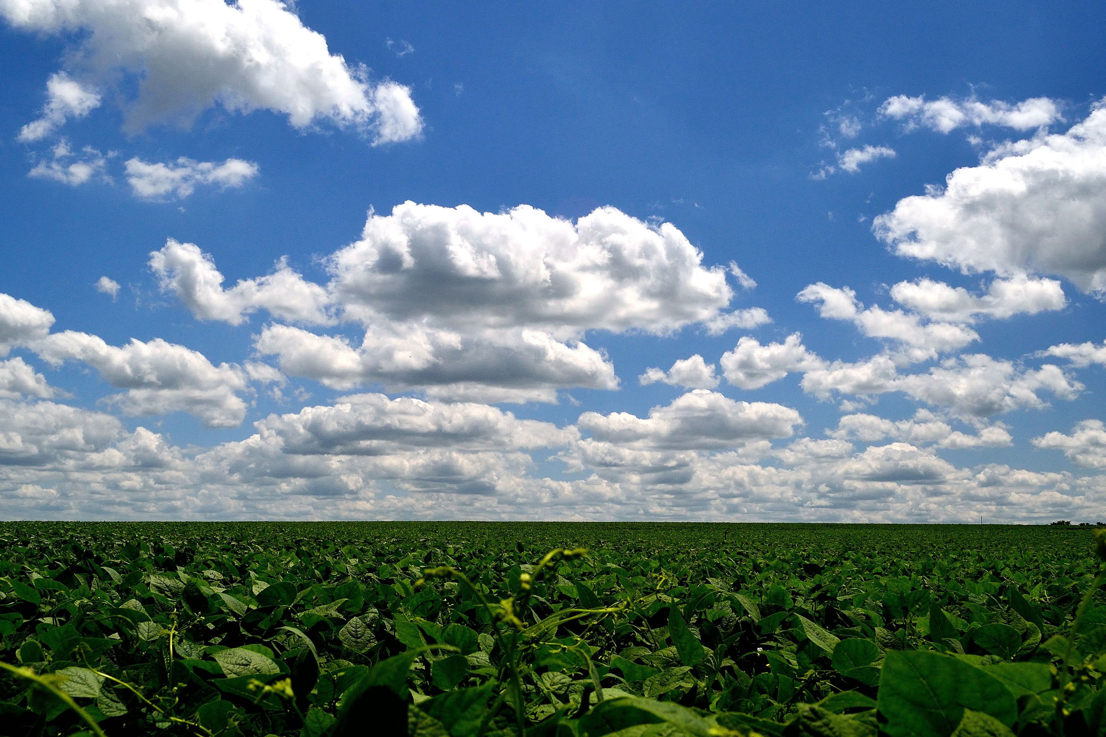 A field of crops with a blue sky overhead.