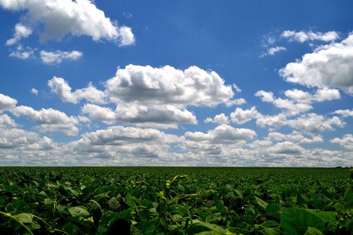 A field of green crops with a blue sky and clouds overhead.