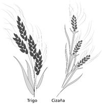 trigo y cizaña