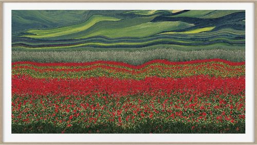 photograph of flowers and fields