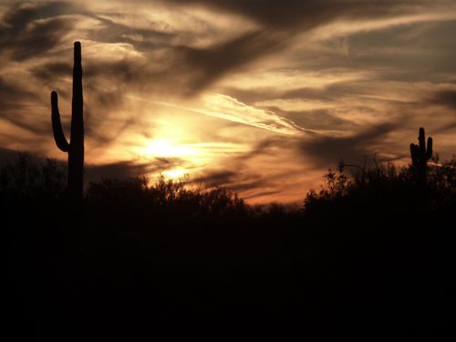 A silhouette of a cactus in a desert landscape, with the sunset seen through clouds overhead.