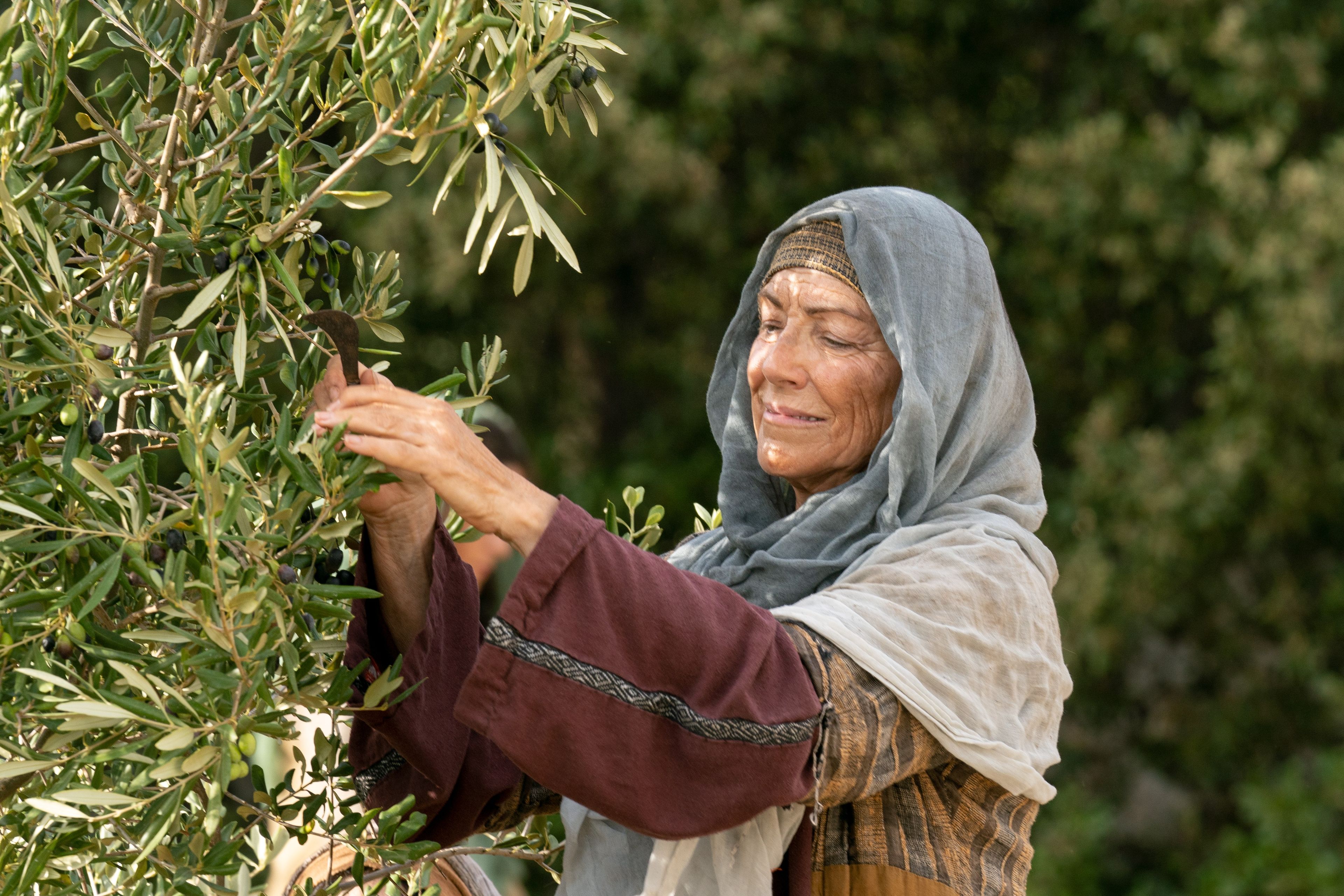 A servant labors in the vineyard with various tools. This is part of the olive tree allegory mentioned in Jacob 5.