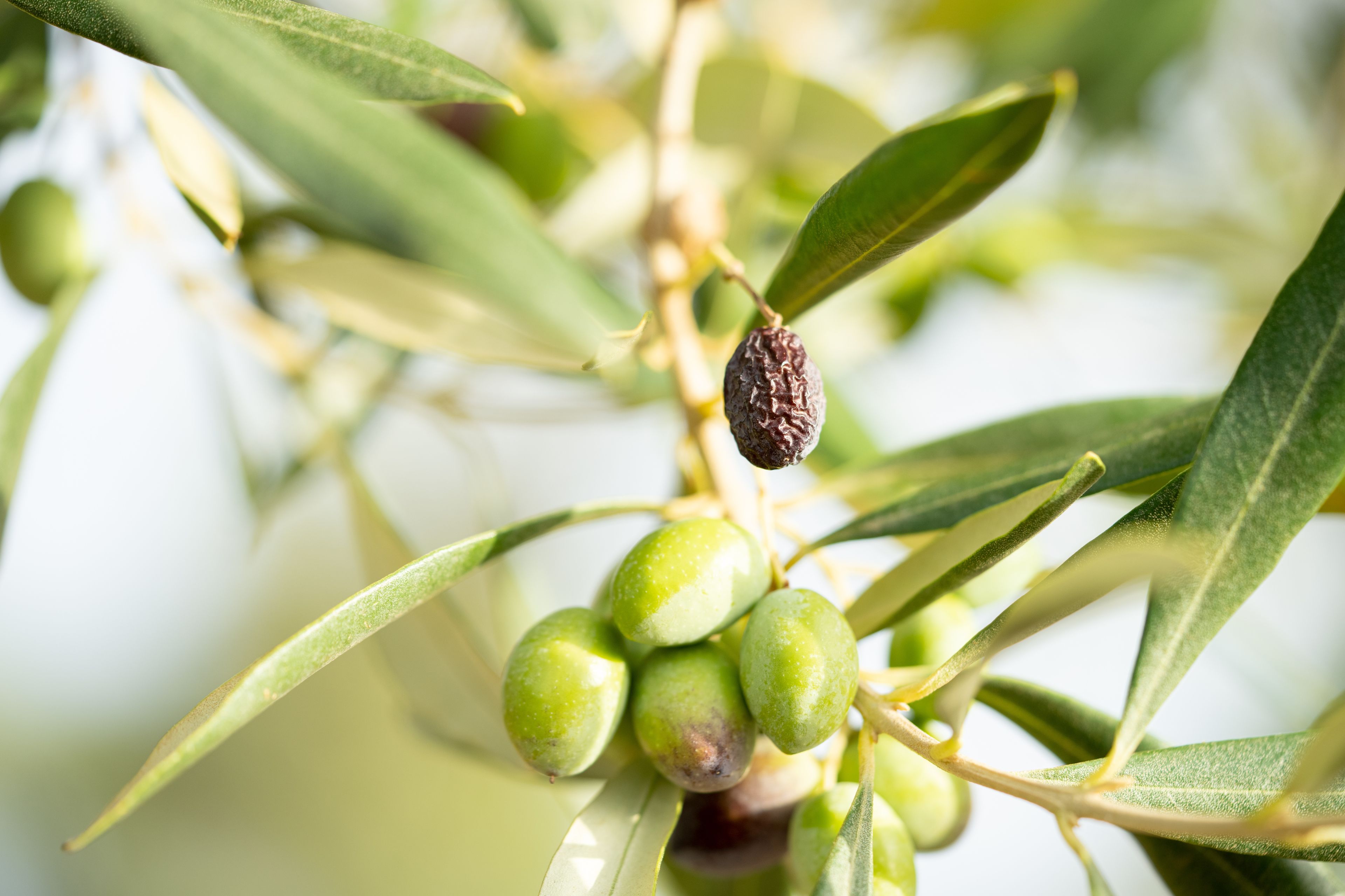 Fruit, both good and bad, grows on an olive tree in the vineyard. This is part of the olive tree allegory mentioned in Jacob 5.