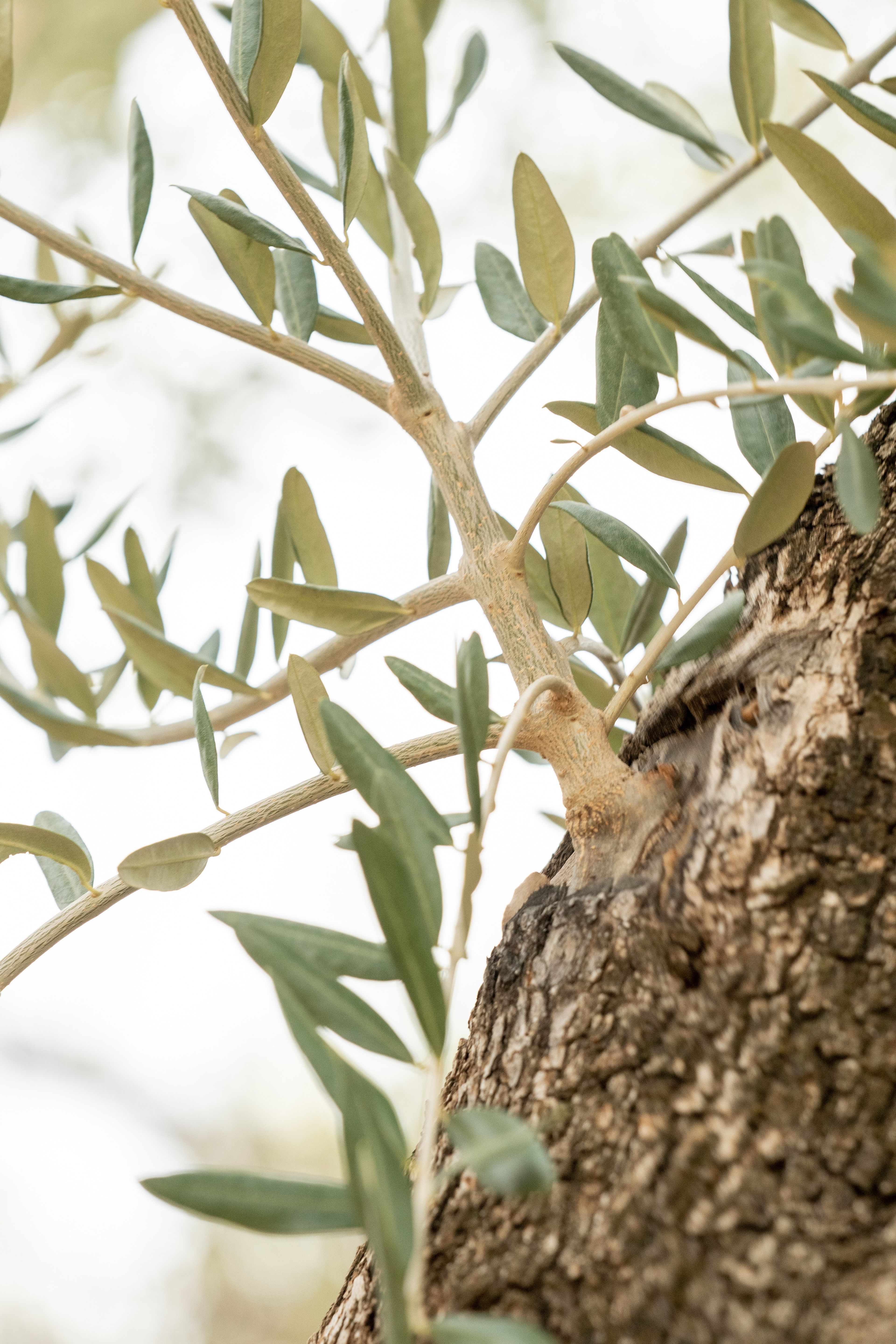 One of the branches that had been grafted continues to grow. This is part of the olive tree allegory mentioned in Jacob 5.