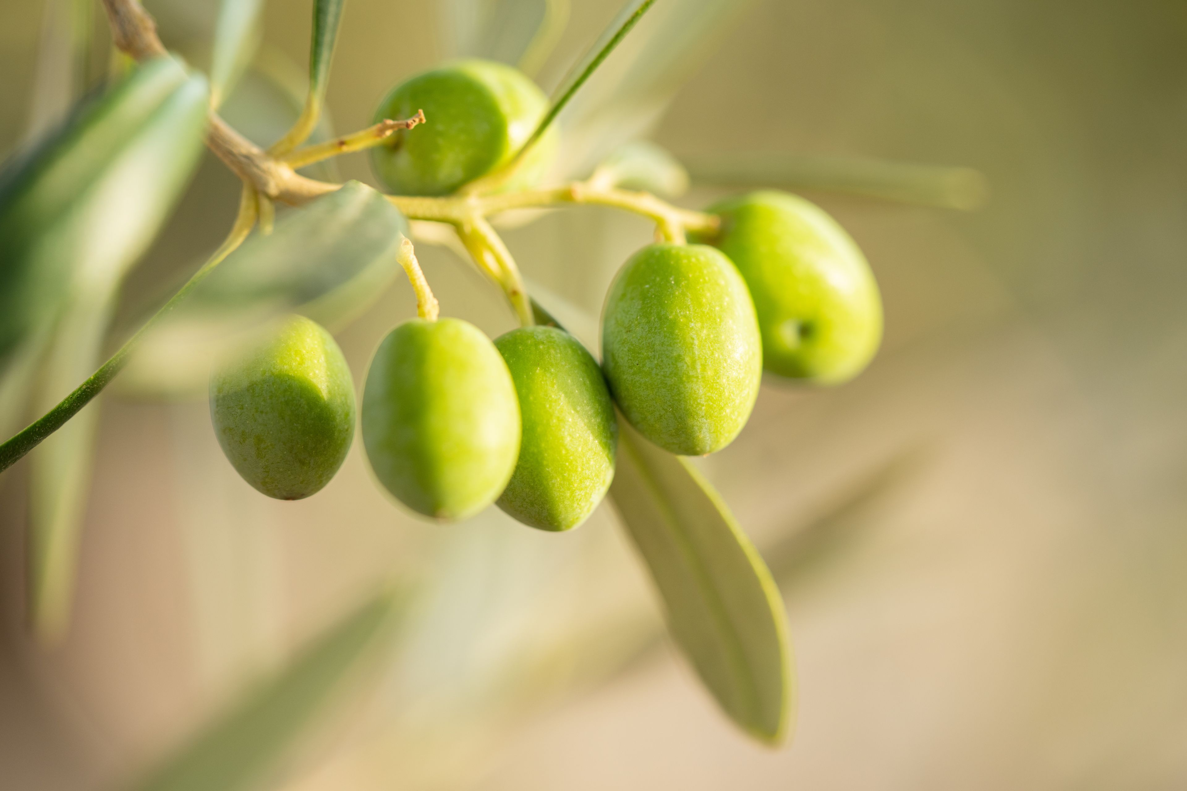 Good fruit grows on an olive tree in the vineyard. This is part of the olive tree allegory mentioned in Jacob 5.