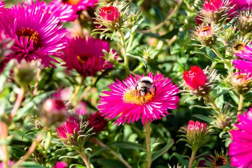 fiori con petali sani e pieni