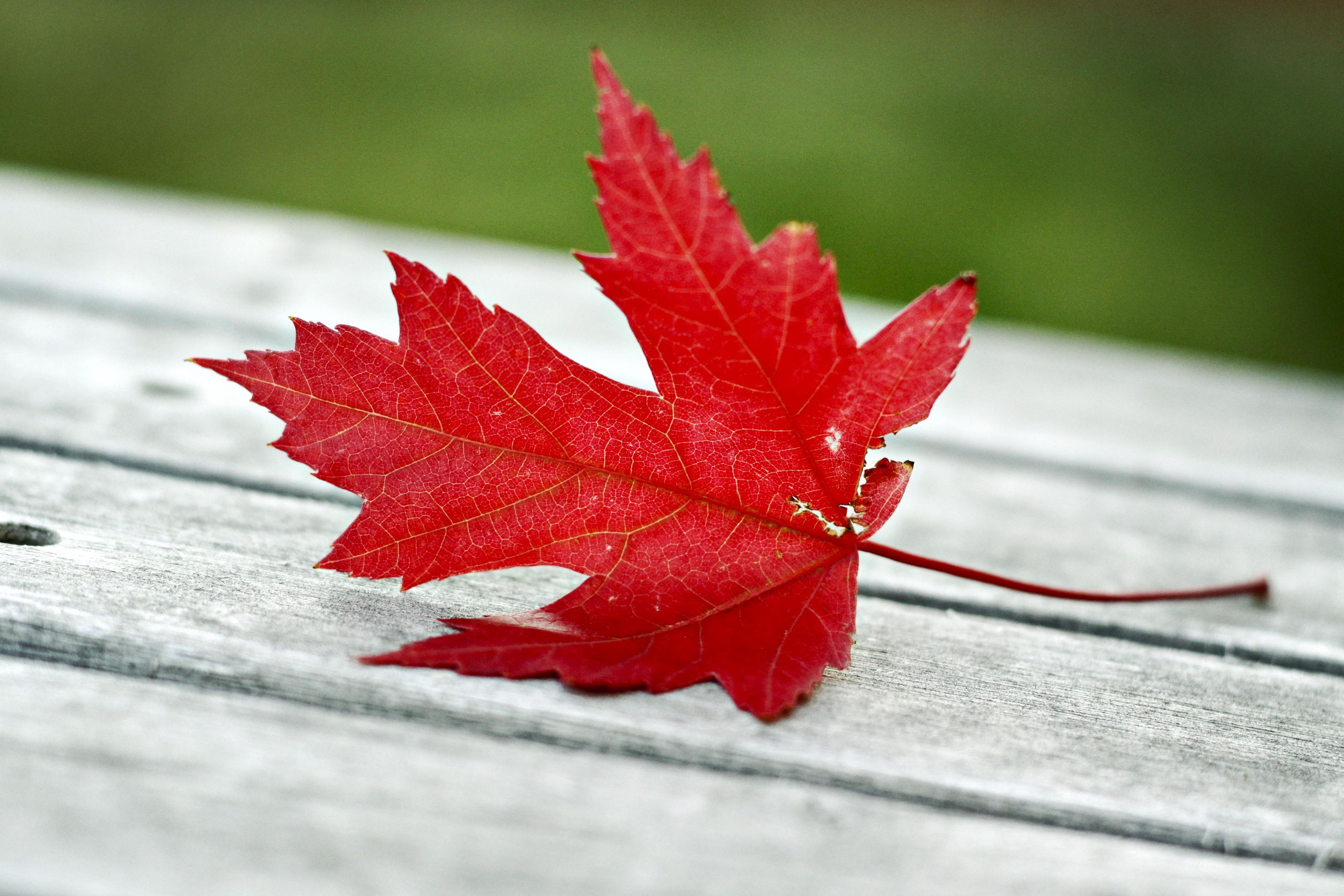 A red leaf that has fallen on a wooden deck.