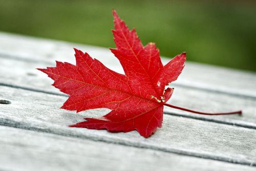A single bright red maple leaf that has fallen onto a wooden deck in autumn.