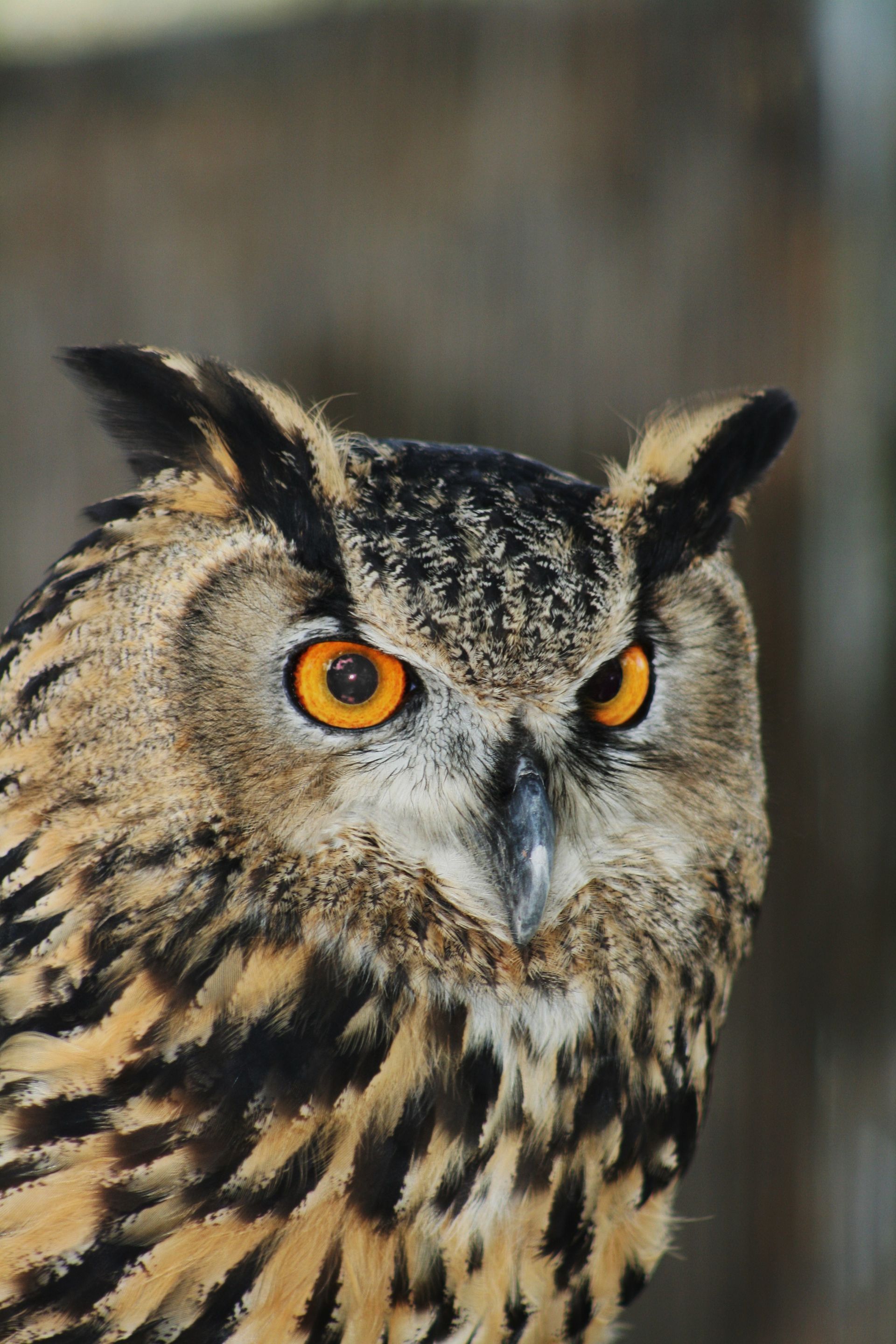 A portrait of a horned owl.