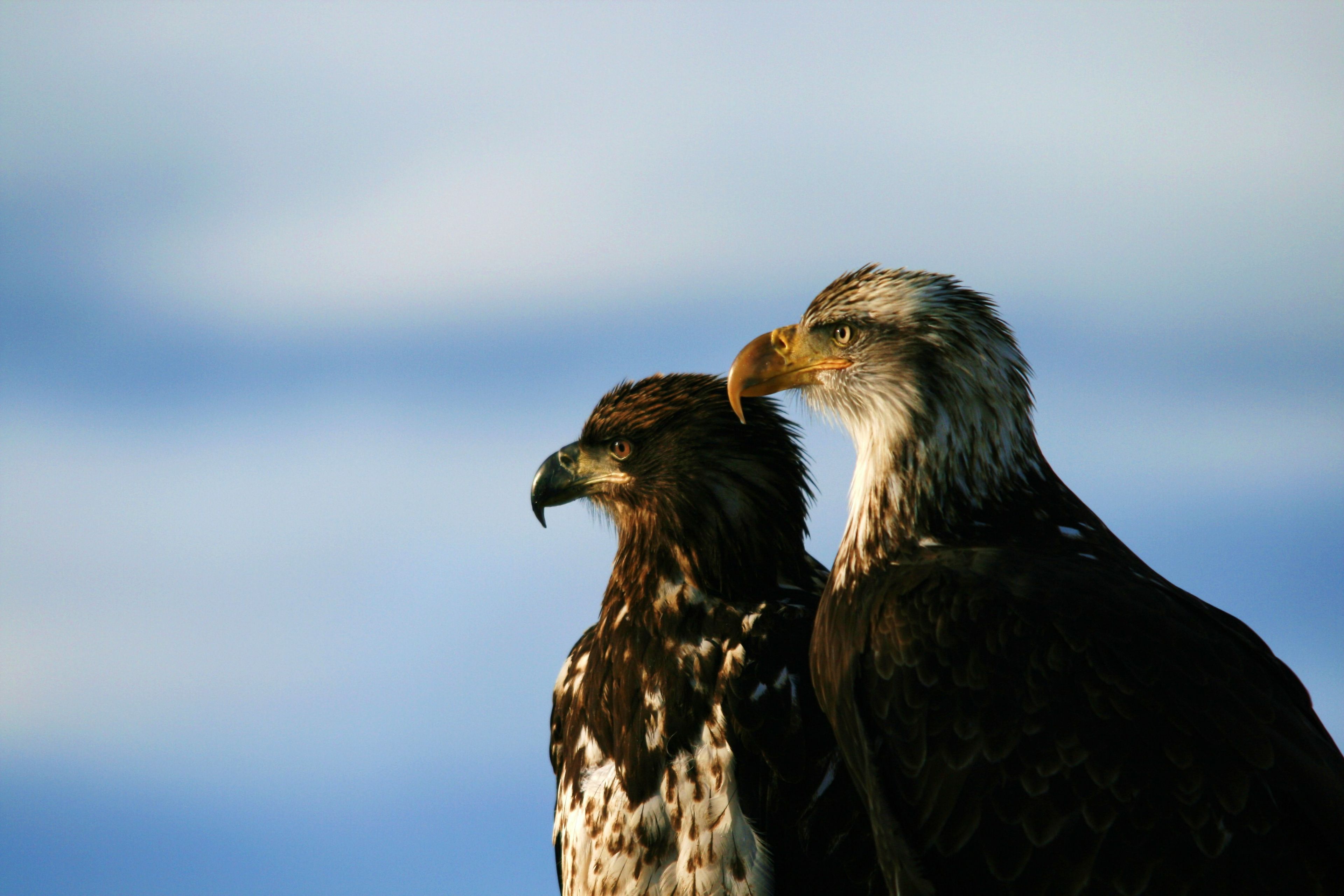 An image of two bald eagles perched, side by side.