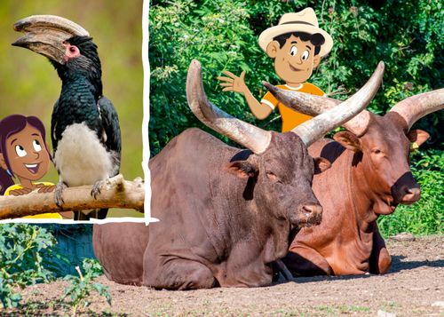 hornbill bird and ankole