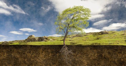 Cutaway showing the roots of a tree growing in windy conditions.