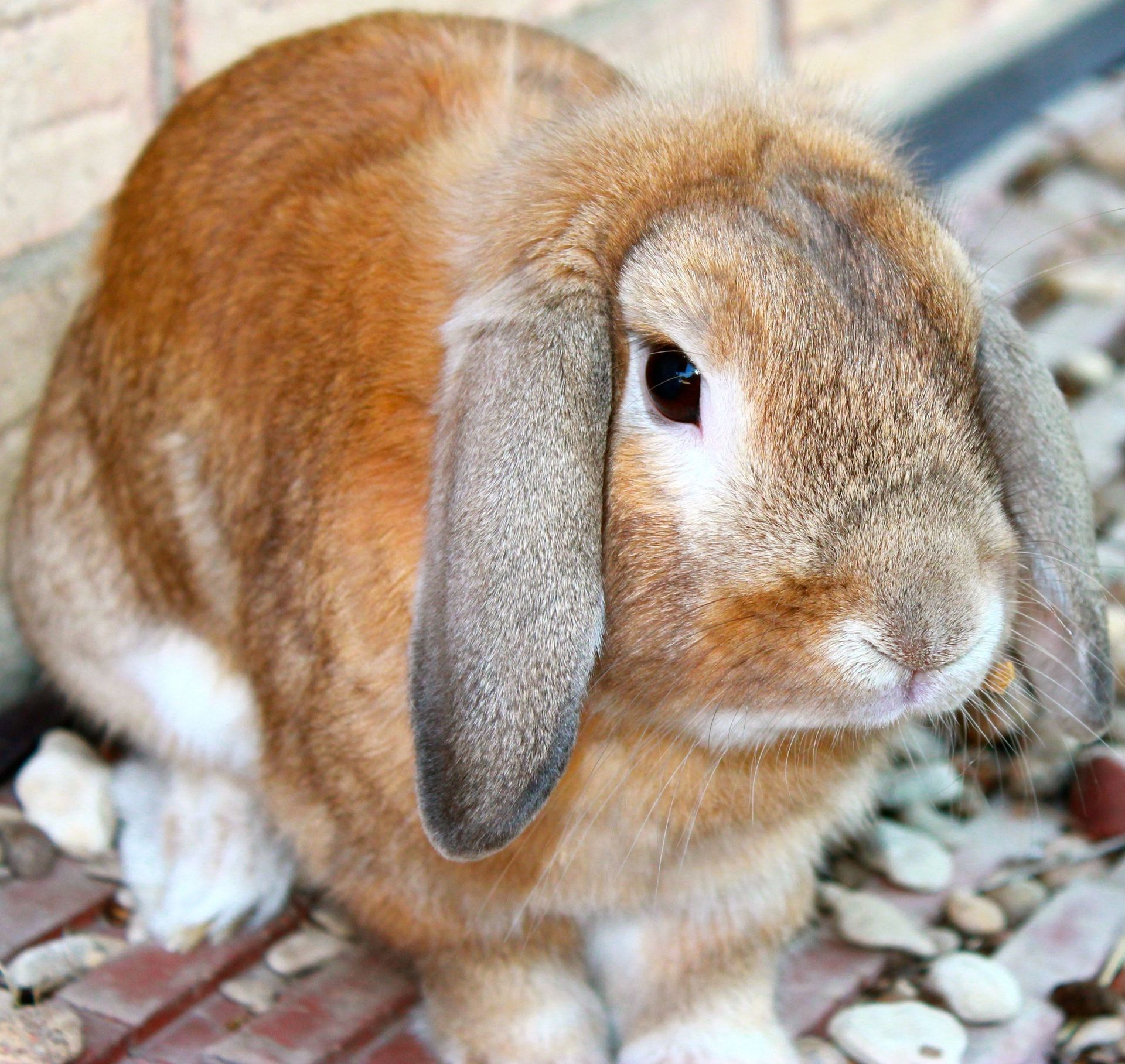 A portrait of a long-eared rabbit.